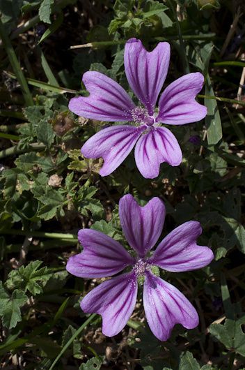 Quelques-unes des 250 fleurs observées en 2010