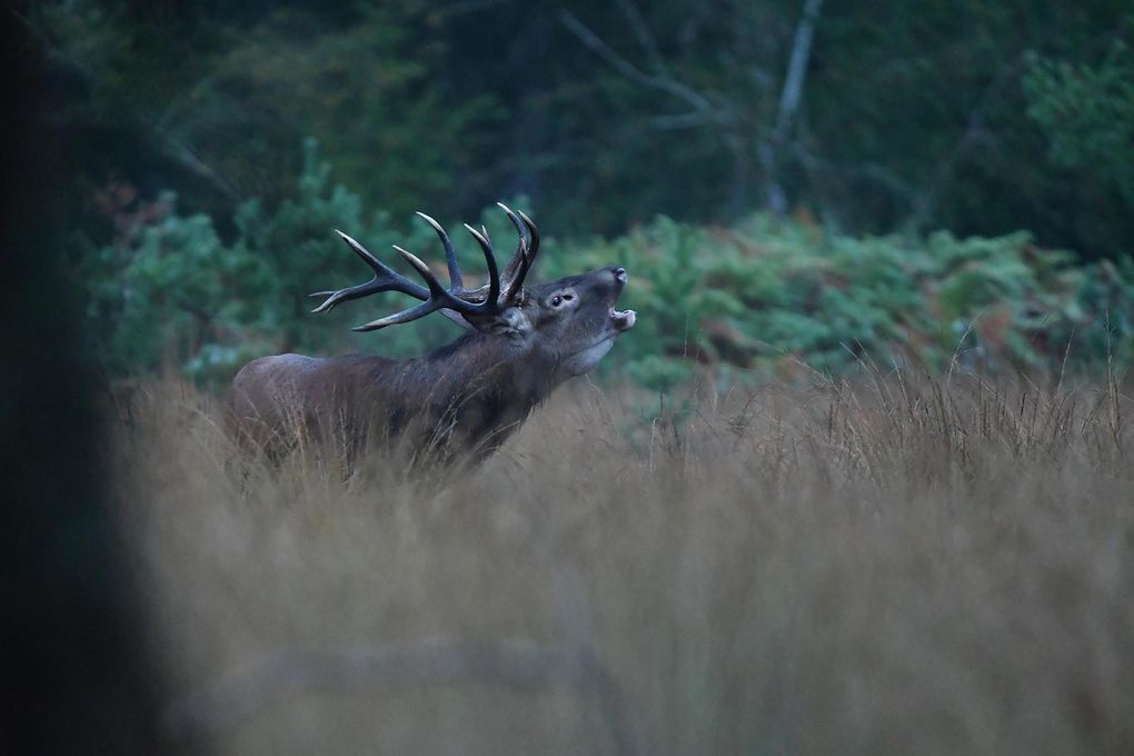 Cerf élaphe (Cervus elaphus).