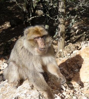 DES NOUVELLES DE RAYMOND DANY ET ANNIE DE LEUR SEJOUR AU MAROC