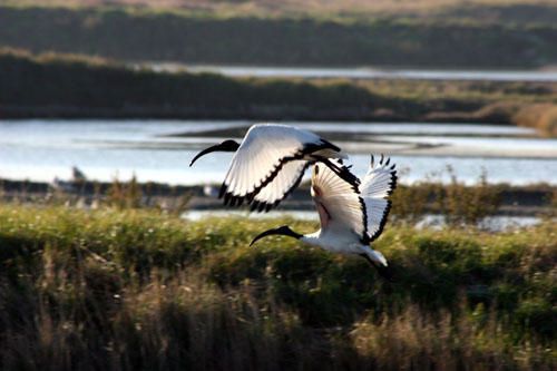 Images des marais salants de Gu&eacute;rande&nbsp;au lever du soleil