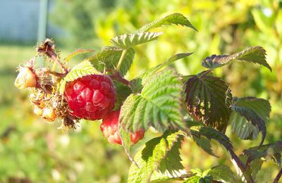 Les framboises sont là!!