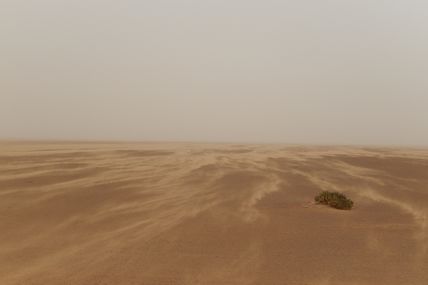 Sahara-kiri: fromage ou désert ? - Wild Wild Western Sahara