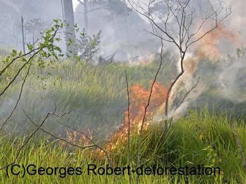 Une série d'image du véritable massacre écologique qui est en cours à Bornéo. Exploitation des bois précieux, du charbon de bois, plantation de palmiers à huile... Un sacré cocktail...!