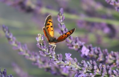 Des joyaux de la nature : les papillons