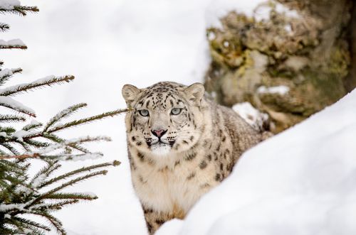 Neige Un Jour Une Pensee