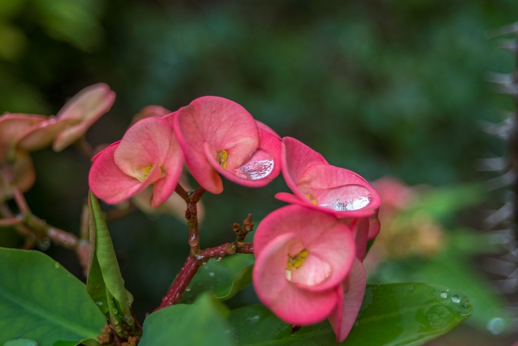 Euphorbia milii ou "Epine du Christ", bien nommée à Mooréa la religieuse. 