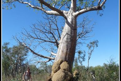 les baobabs magiques