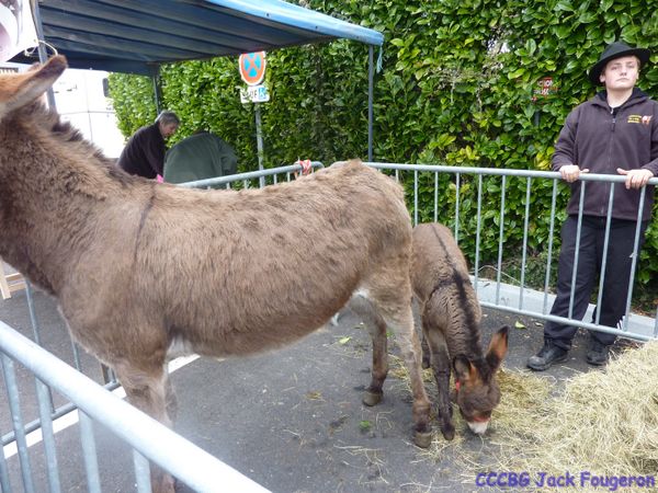 La foire aux ânes , Moyaux (Camping-car-club-Beauce-Gâtinais)