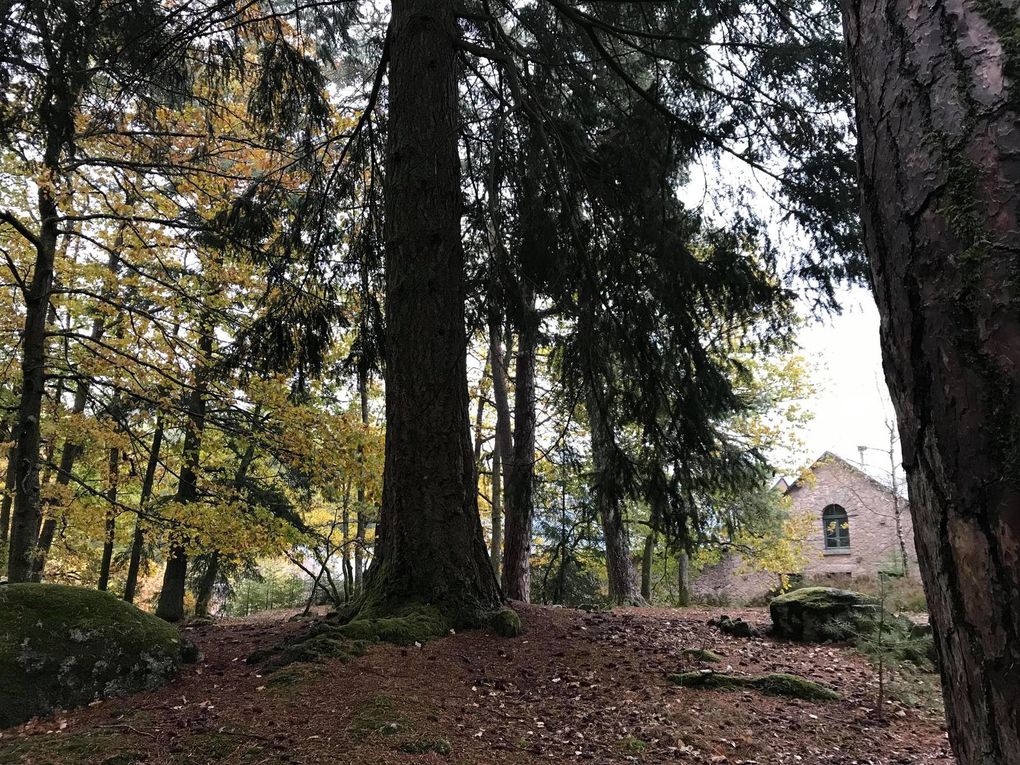 Une forêt magnifique à préserver ! Celle du Morvan