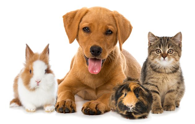 Pet Insurance Market Report 2022-2027 | Analysis, Trends, Growth, Size, Share and Forecast
