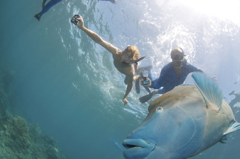 Dans le climat tropical du Queensland