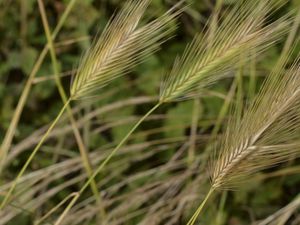 Quelques jours, sous la pluie, sans soleil, retrouver un jardin presque retourné à l'état sauvage....et prendre son appareil! Et voilà de la matière pour alimenter son  blog