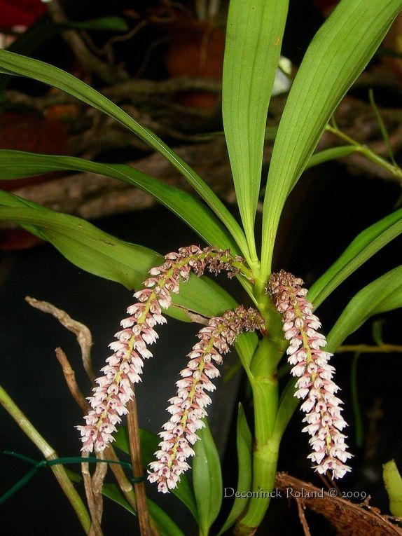 des orchidées photographiées lors de l'exposition au Bois_du_Cazier en Belgique