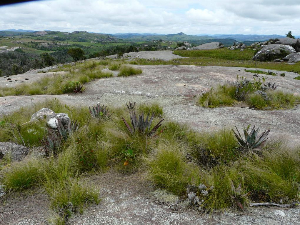 LET US SAVE THE LAST SURVIVORS OF THE MASSIVE DESTRUCTION OF THE FOREST  OF ANKAZOMIVADY  MADAGASCAR