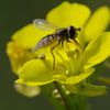 Syrphe sur fleur jaune ...