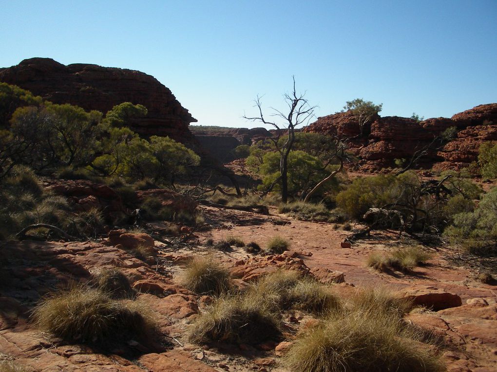 Album - The-Ultimate-Oz-Experience-2--Outback--The-Olgas---Ayers-Rock---Kings Canyon