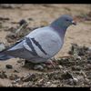 On trouve de tout à la plage 1