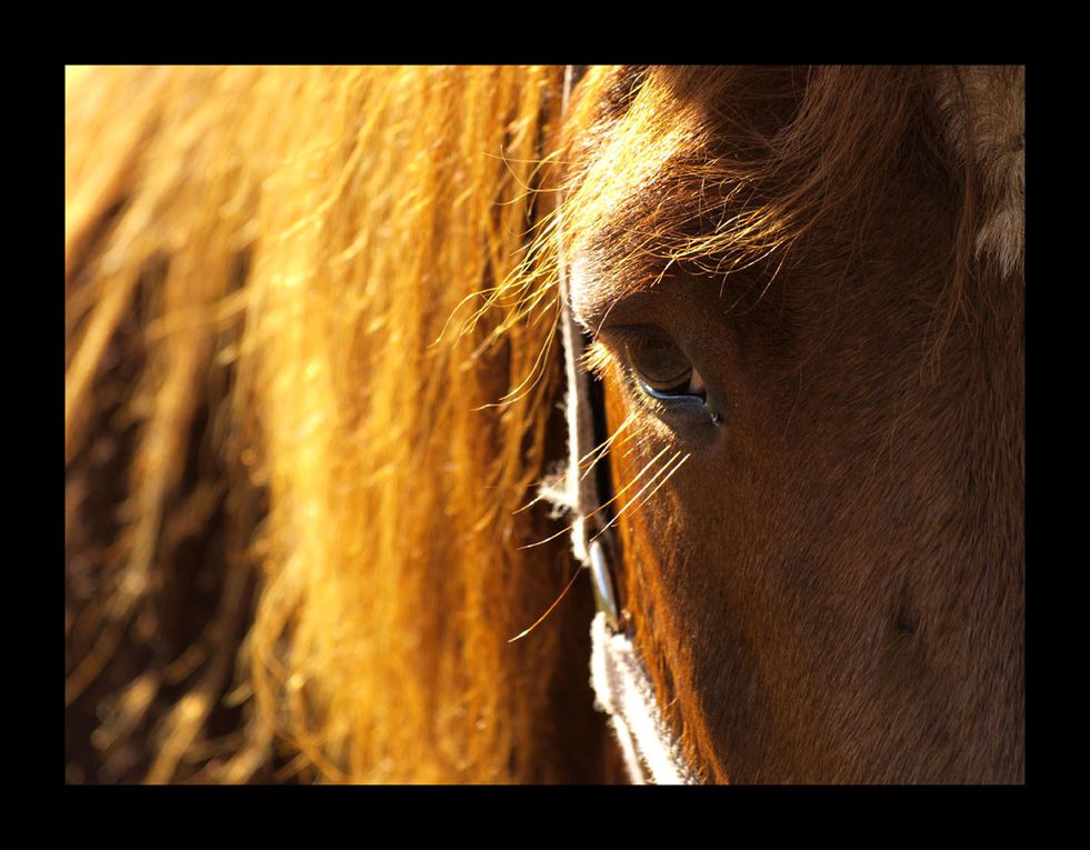 Album - Animaux