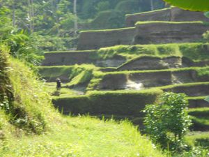 Terrasses de Ceking, Bali