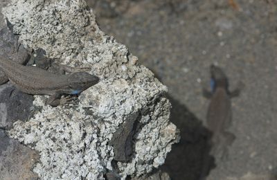 Le Lézard des Canaries et le Gecko de la Gomera (Canaries)