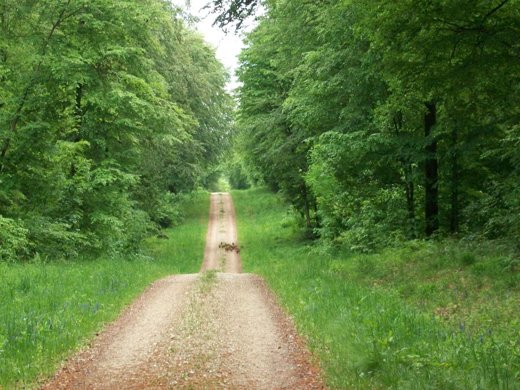 Album - En forêt