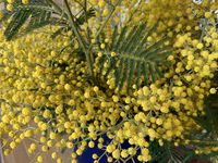 mimosa fleurs jaunes sur charlotteblabla