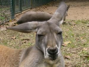 Hier die zweite Ladung an Bildern vom Australia Zoo sowie brandneu von der Lone Pine Koala Sanctuary - enjoy!!!!