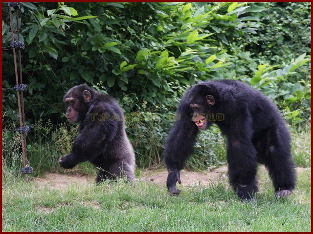 Album - VALLEE-DES-SINGES-2010