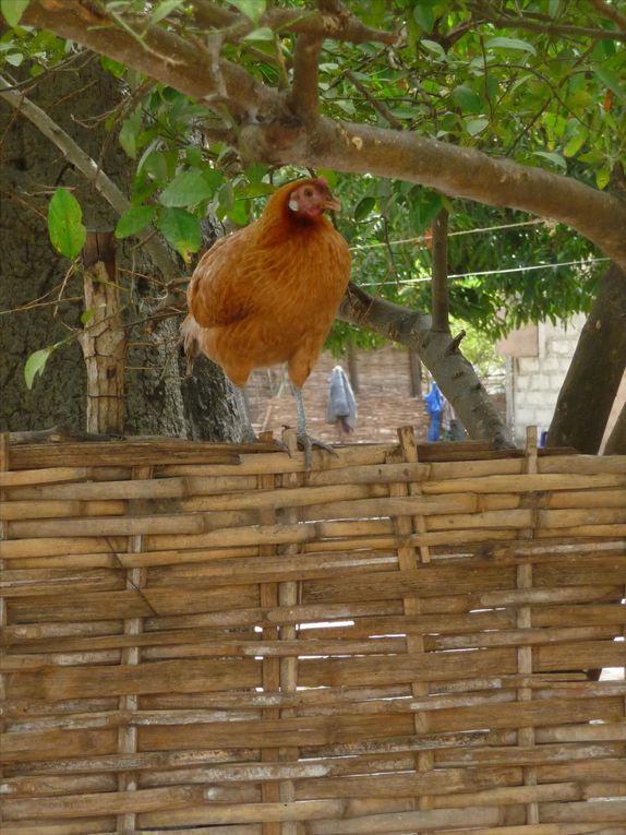 Album - La casamance