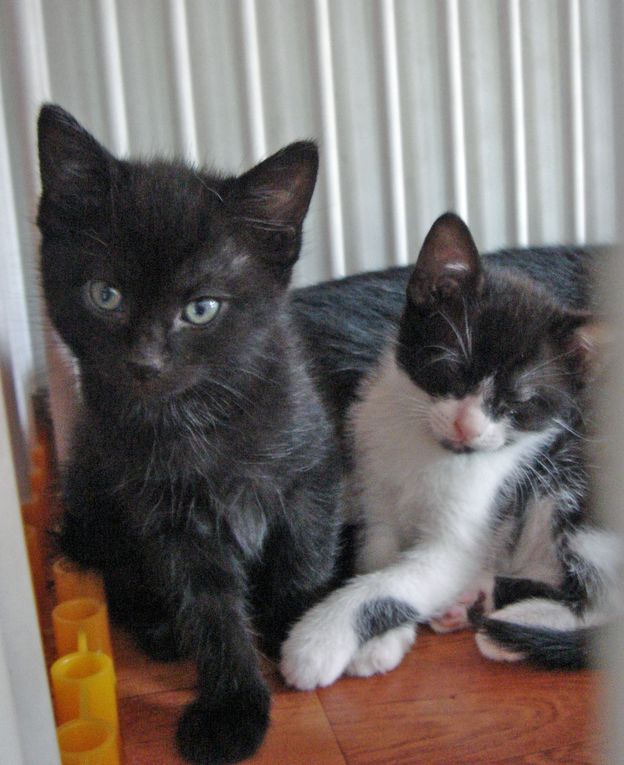 uatre chatons nés dans une cabane de jardin à Villeparisis début avril 2013.