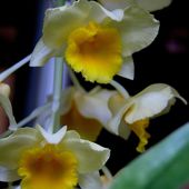 Efflorescence 2017 : Dendrobium Thyrsiflorum - Orchidium-Vaunage