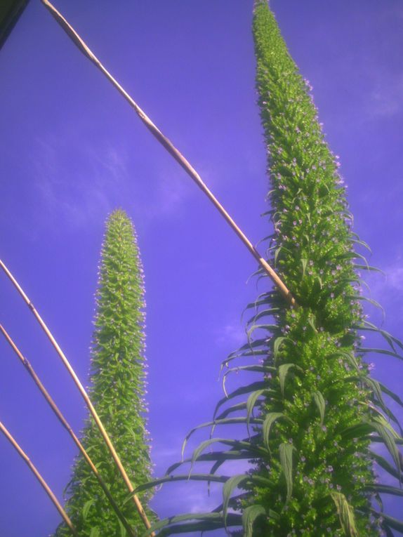 Album - de plein pied  floraison d'echium pininana