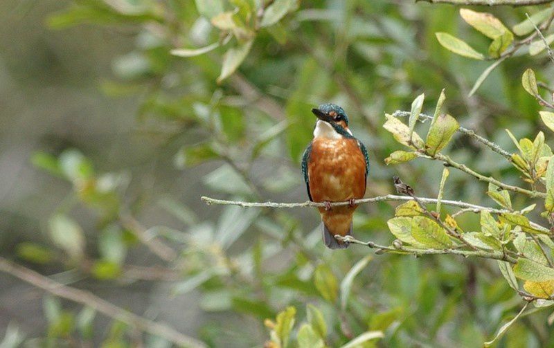 Cette petite femelle, est le premier Martin pêcheur (Alcedo atthis) que j'ai eu le plaisir de photographier.