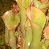 Plante carnivore - Wikipédia