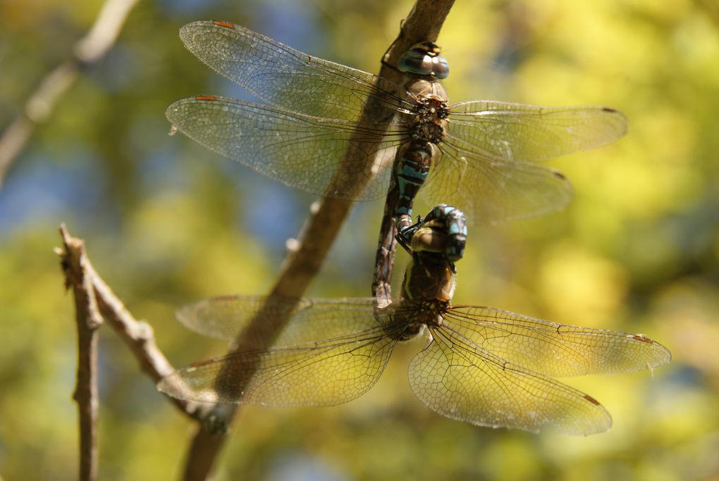 Quelques unes de mes photos en macro