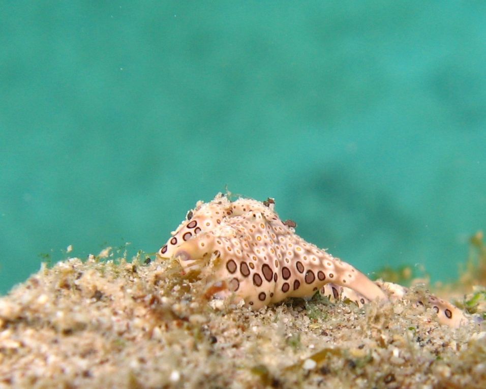 Limaces-de-mer: La plus évidente caractéristique qui permet de les distinguer extérieurement des autres limaces de mer, est la présence des deux rhinophores céphalique enroulés.