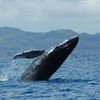 L'incroyable geste de remerciement d'une baleine sauvée de la mort  