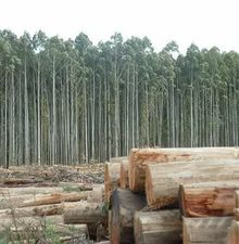 Uruguay: nuevos fondos para la forestación
