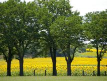 Arbres et tournesols ...