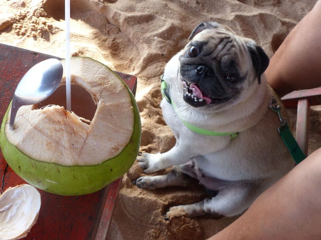 Tout est bon dans la noix de coco...