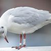 Mouette rieuse 09/02/2014