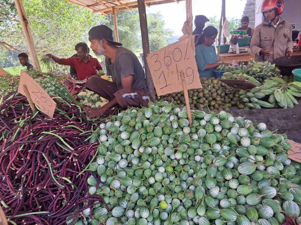 Le Sri-Lanka : Une perle de l'Océan Indien à découvrir