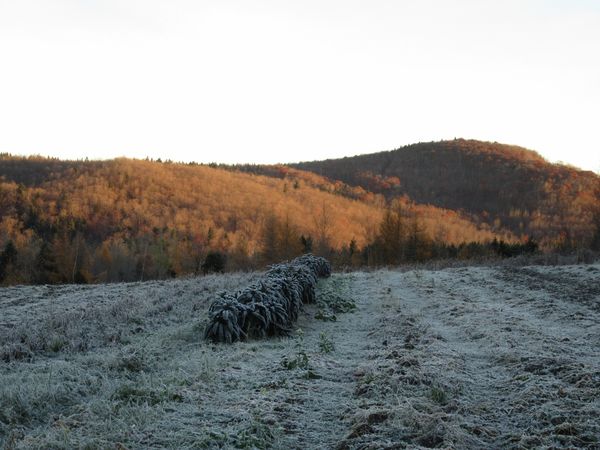 - Dernières récoltes d'épinard et de bok choy avant les grosses gelées -