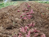 A la découverte de la patate douce 