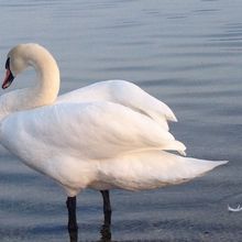 Les cygnes du lac Léman à Lausanne