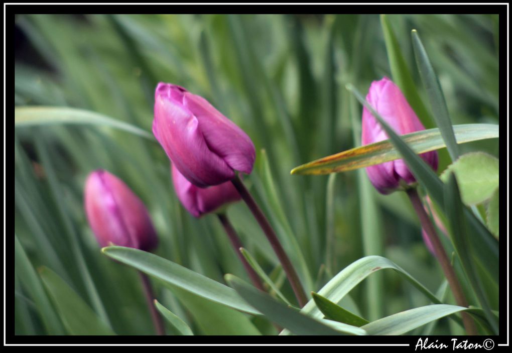 Album - Le-printemps