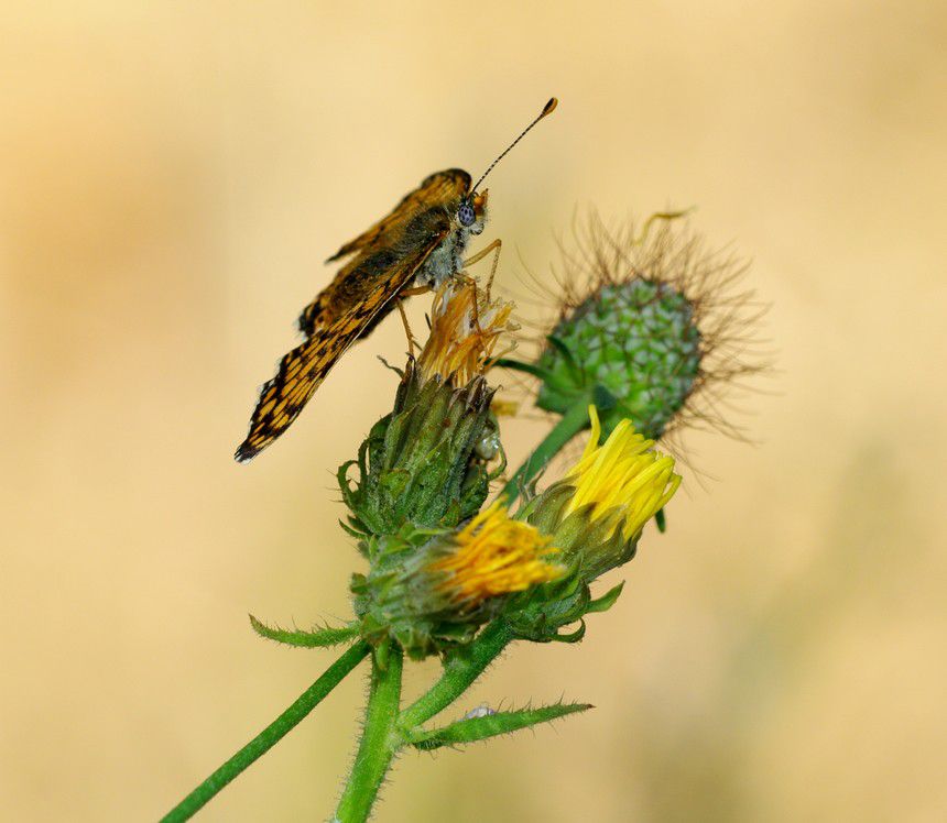 Album - Macro-Papillons