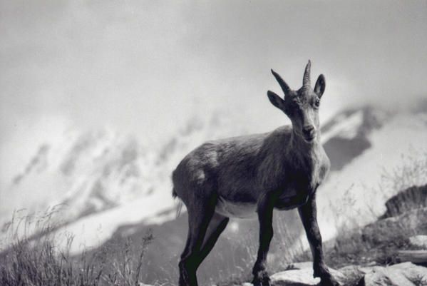 Album - alpes-du-sud