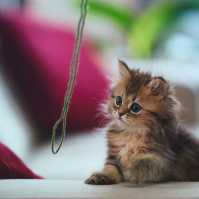 Chaton - Cute - Jeux - Fil - Félin - Photographie - Wallpaper - Free