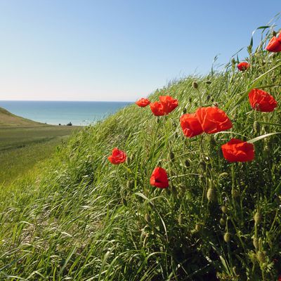 Petite balade dans les coquelicots ..